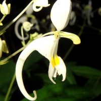 Impatiens cornigera Arn.